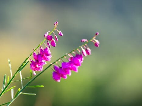 Why are my orchid leaves drooping? 6 reasons to consider