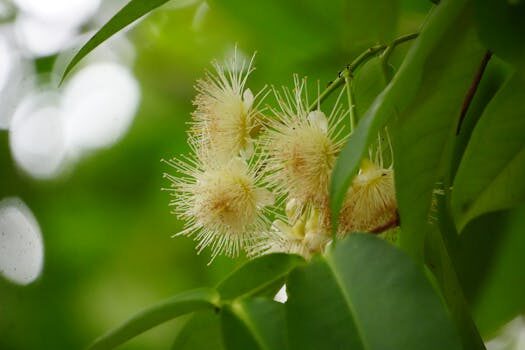 Why is my crepe myrtle not blooming? 5 common reasons and solutions