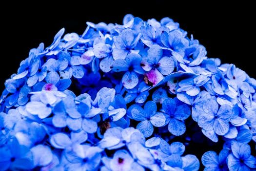 Why is my hydrangea not blooming? 5 potential problems and solutions