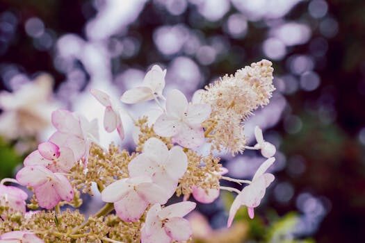 Why is my hydrangea not blooming? 5 potential problems and solutions