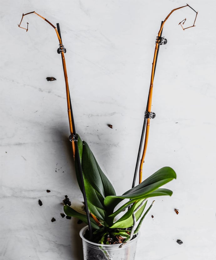 Why is my orchid dying? The experts explain what not to do when caring for these exotic plants